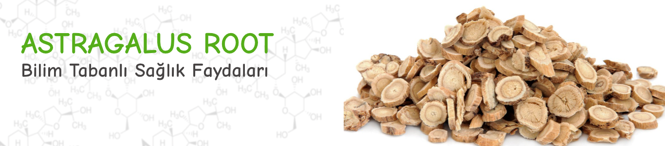Astragalus Root